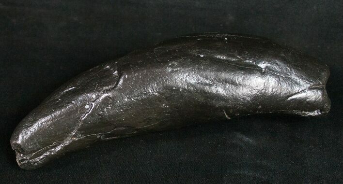 Fossil Sperm Whale Tooth #10085